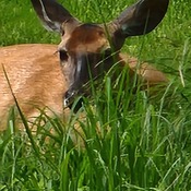 Doe laying in the grass
