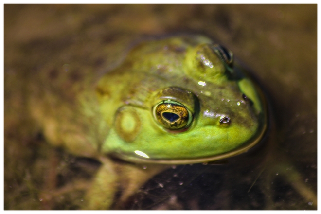 Hello mr frog Ottawa, Ontario, CA