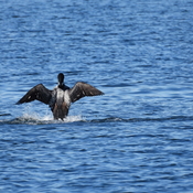 Loons on Otter lake