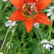 Prairie Lily after the Storm