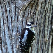 Woodpeckers galore!