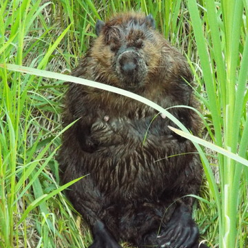 YOUNG BEAVER