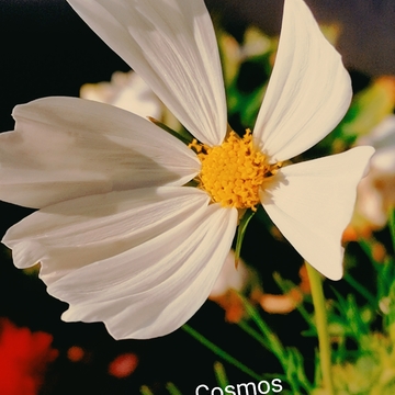 July 3 2022 26C Pretty white Cosmos snapshot at Sunset time in Thornhill