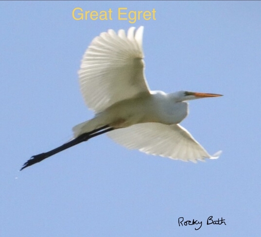 Great Egret Newmarket, Ontario, CA