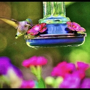 Hummingbird floral