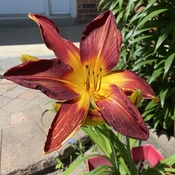 Fiery day Lilly