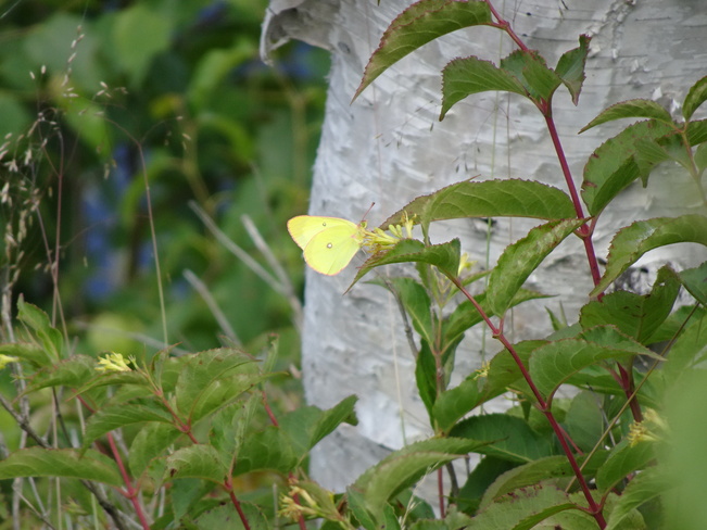 Pretty Yellow Tiny Butterfly Sudbury, ON