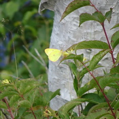 Pretty Yellow Tiny Butterfly