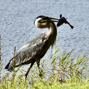 Heron with a catfish