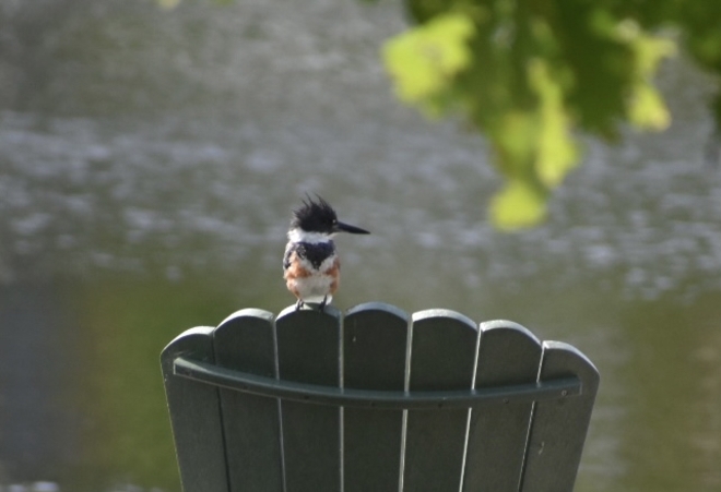 Belted Kingfisher resting on our Muskoka Chair. Verona, Ontario, CA
