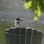 Belted Kingfisher resting on our Muskoka Chair.