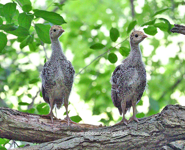 Baby turkeys on alert! Ottawa, ON