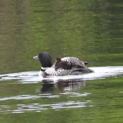 Loon with baby piggy-backing