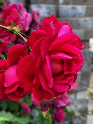 A beautiful rose Kingston, ON