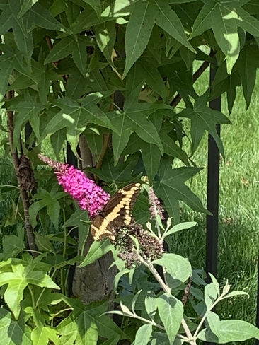 Black and yellow swallowtail Amherstburg, Ontario | N9V 4C2