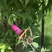 Black and yellow swallowtail