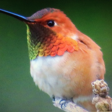 Rufous hummingbird - what a little beauty!