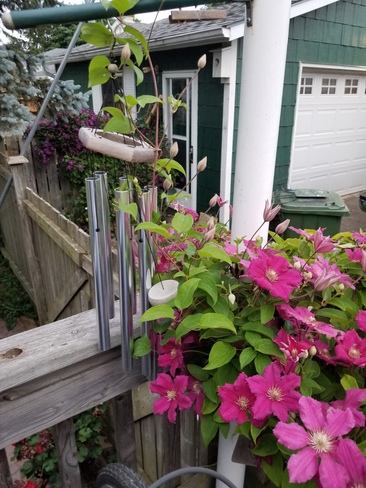 Clematis gone crazy! St. Thomas, ON