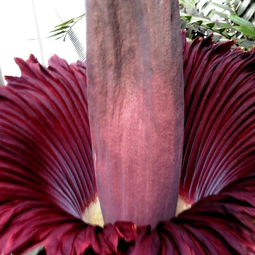 Titan Arum Flower