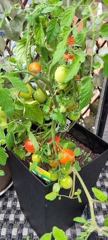 mes 1ere tomates cerises Saint-Nicolas, QC