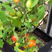 mes 1ere tomates cerises