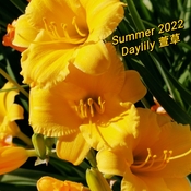 July 4 2022 26C Pretty 3 sisters - Dayliles- Enchanted Summer 2022 in Thornhill