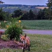 fox at sunset