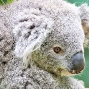 koala Bear & Tree Kangaroo