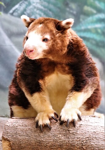 koala Bear & Tree Kangaroo Cleveland Metroparks Zoo, Wildlife Way, Cleveland, OH, USA