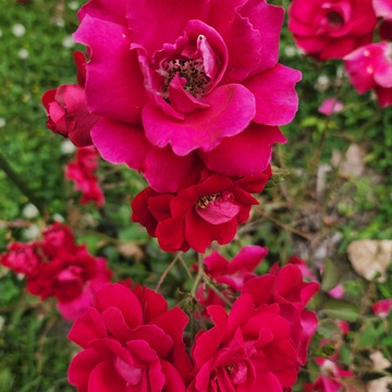 Tiny Rose Bush