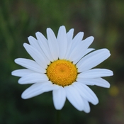 Camp Flower