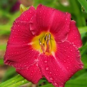 Lily in the rain