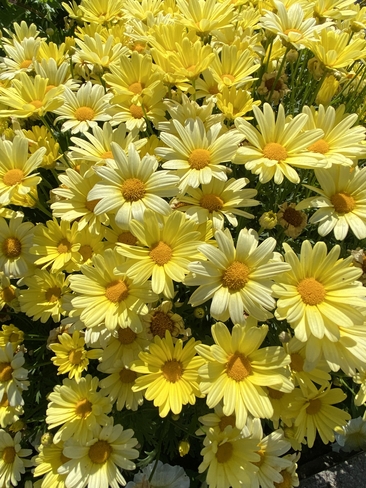 Flowering Yonge-Eglinton, Ontario, CA