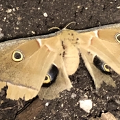 Huge moth