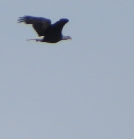 bald eagle Erieau, ON