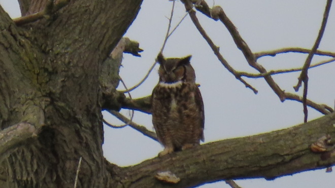 hornier owl Erieau, ON
