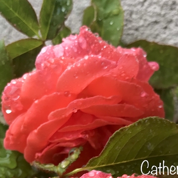 Summer Rain Makes Flowers Shimmer & Sparkle