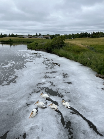 Fishing Pelicans Regina, Saskatchewan, CA