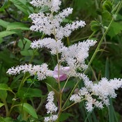 Lacy Astilbe