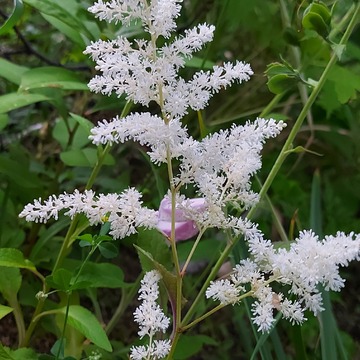 Lacy Astilbe