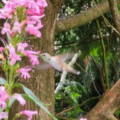 daily hummingbird visitor
