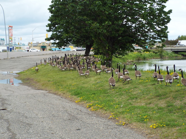 GEESE PACK Thunder Bay, ON