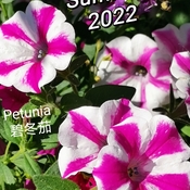 July 5 2022 22C Petunias - Delightful Summer 2022 - Thornhill