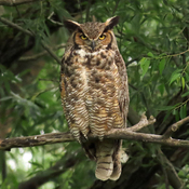 Great Horned Owl on a Summer Evening