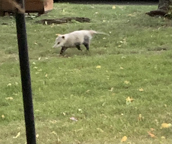 New visitor to the neighbourhood. Oshawa, Ontario, CA