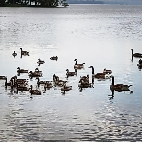 Flock of geese Orillia, ON