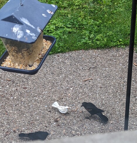 albino sparrow Black Creek, Niagara Regional Municipality, ON