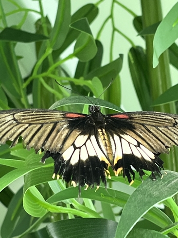 Papillon Laval, Québec, CA