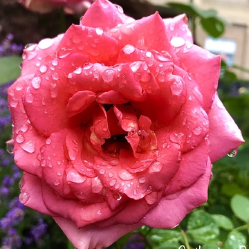 Roses in the Rain