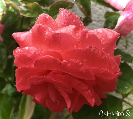 Roses in the Rain Toronto, Ontario, CA